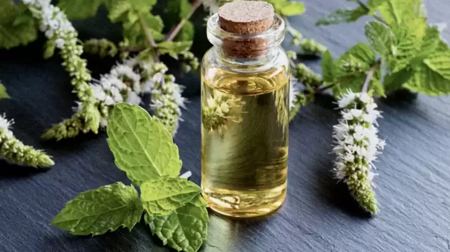 What is Mentha Oil, and why is it so popular?